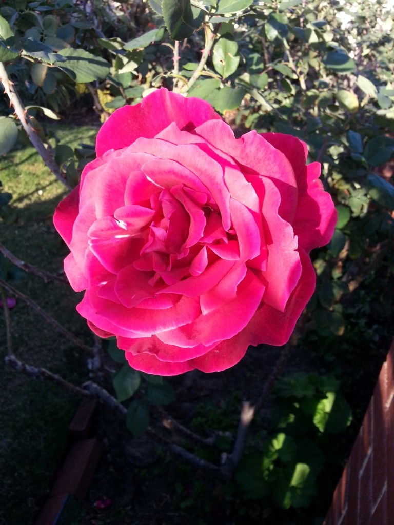 Gorgeous pink rose